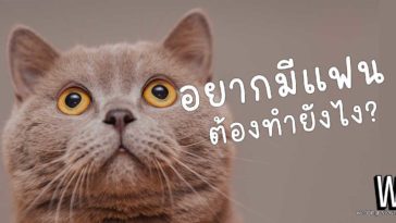 อยากมีแฟน ต้องทำยังไง? 15 วิธีหาแฟน หักคานทองแบบถาวร!