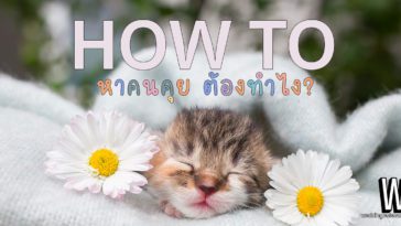 ‘How to’ หาคนคุย ต้องทำยังไง? โสดมานาน อยากมีแฟน อยากแต่งงาน