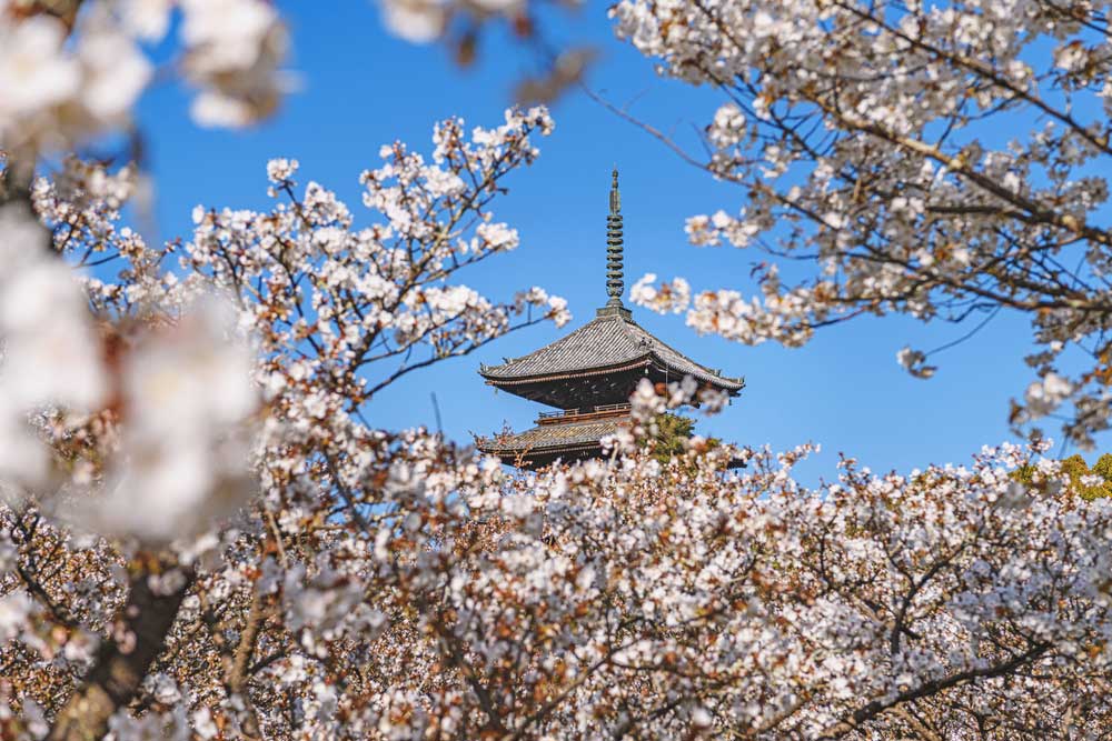 พยากรณ์ซากุระบาน ญี่ปุ่น 2023 - รวมทุกสิ่งที่ควรรู้