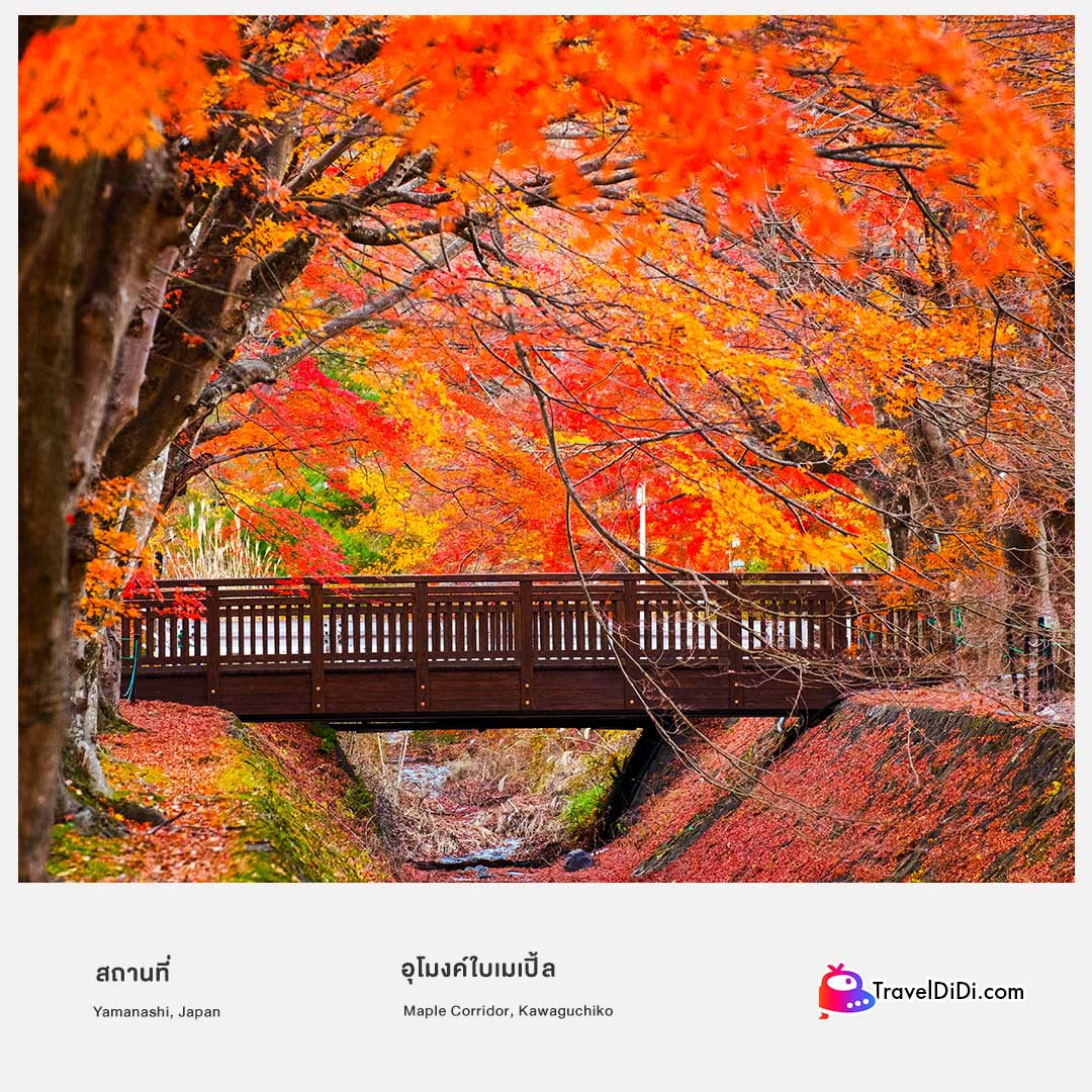 50 ที่เที่ยวญี่ปุ่น อัปเดตใหม่ล่าสุด – ไปเที่ยวญี่ปุ่นห้ามพลาด!