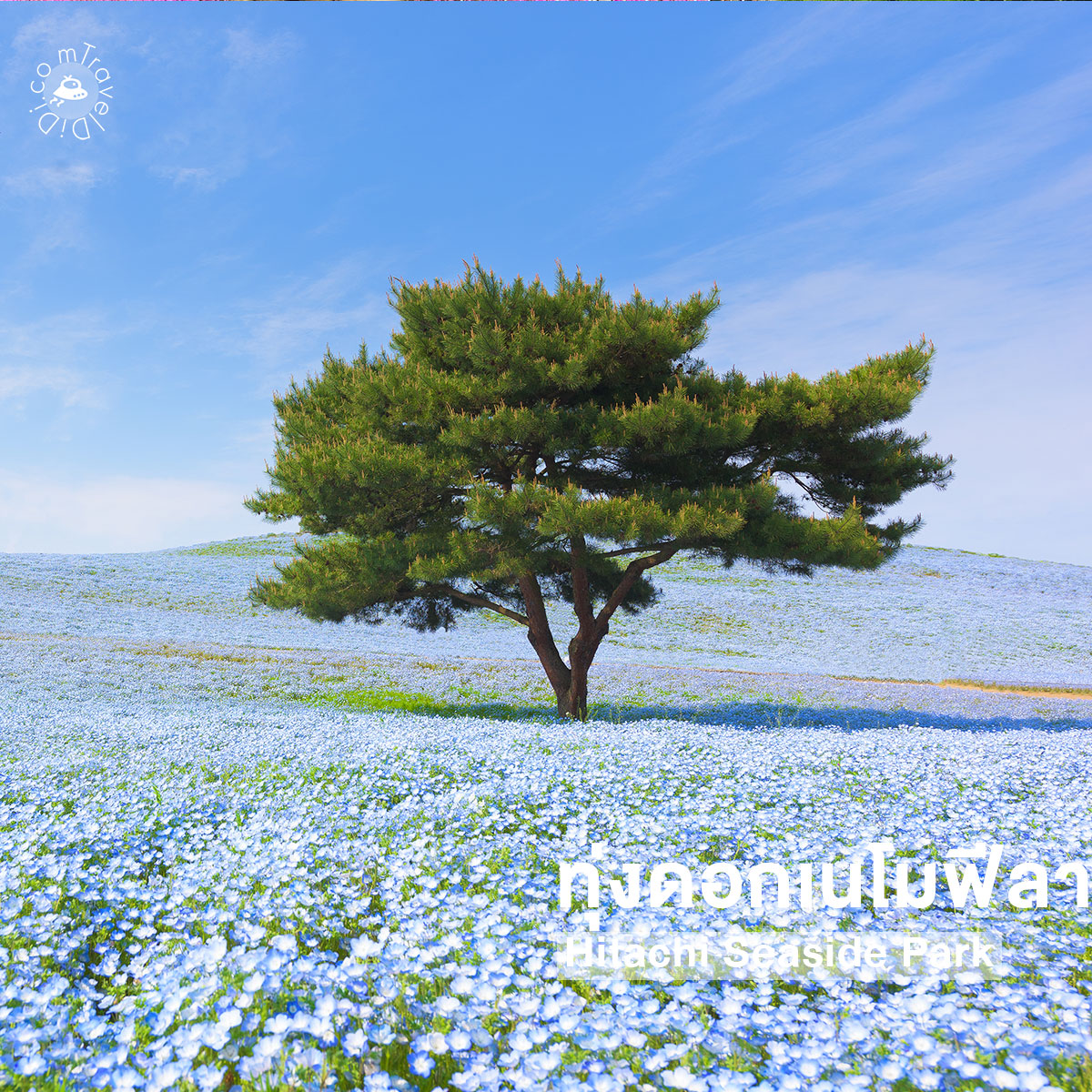 10 ที่เที่ยวยอดฮิตใกล้โตเกียว เดินทางง่าย เอาใจสายชิลล์